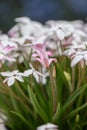 Summerstar Rhodoxis Peppermint, budding pinkish white flowers